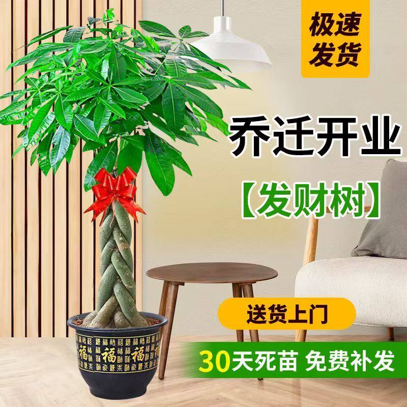 发财树盆栽大棵室内摆客厅大型