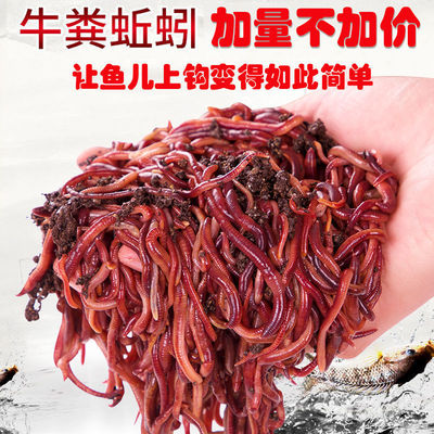 大平2号蚯蚓堆肥养殖活体钓鱼