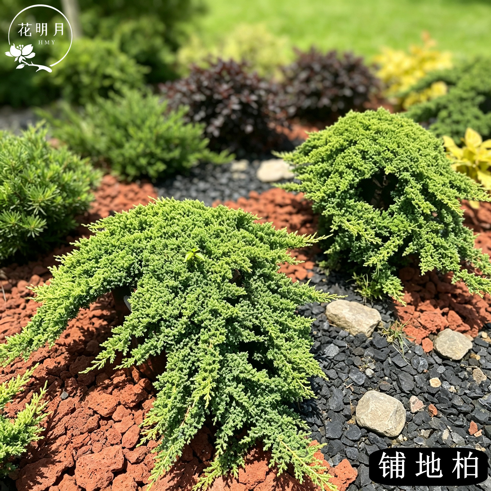 矮生铺地柏盆栽耐热耐寒易养护