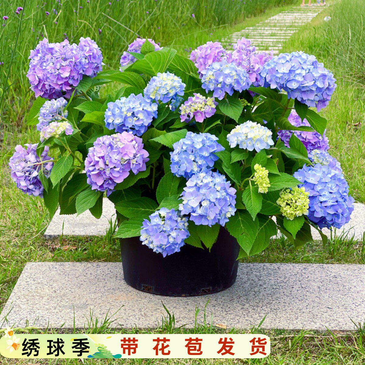 多花无尽夏绣球花苗盆栽带花苞红宝石绣球苗带花苞镜庭院花园植物