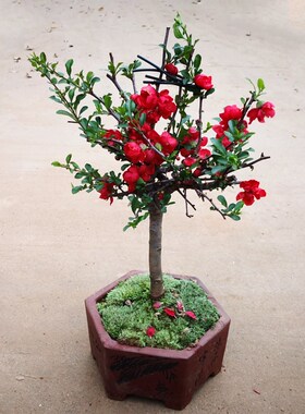 重瓣海棠花盆栽树苗室内绿色植物长寿冠西府海棠盆景包邮