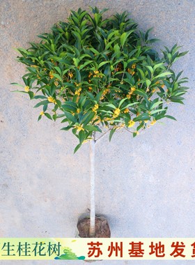 桂花树苗四季桂大型花卉八月庭院原生高杆金丹天香台阁沉香地盆栽