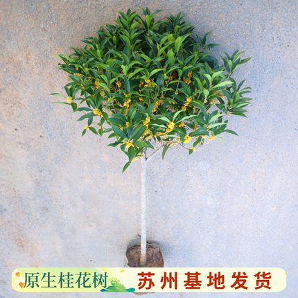 桂花树苗四季桂大型花卉八月庭院原生高杆金丹天香台阁沉香地盆栽