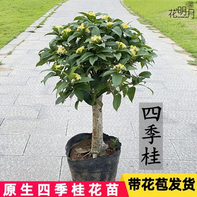 盆栽植物阳台庭院桂花树苗