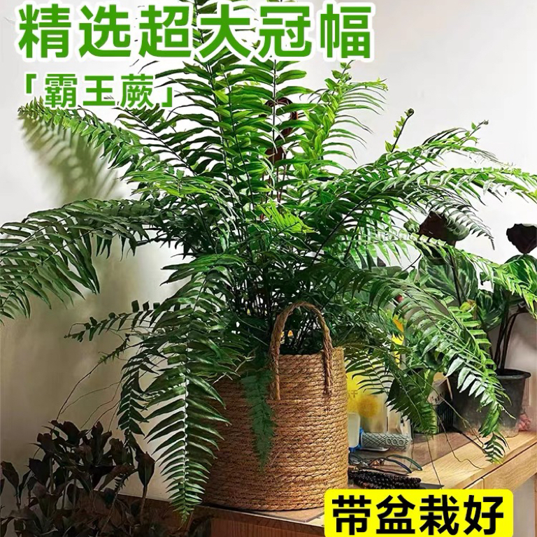霸王蕨类植物盆栽垂吊盆栽挂式波士顿蕨肾蕨室内造景阳台室内绿植
