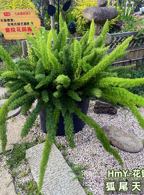 狐尾天门冬盆栽四季常青大苗盆观叶耐阴绿阳台室花镜客厅花园植物