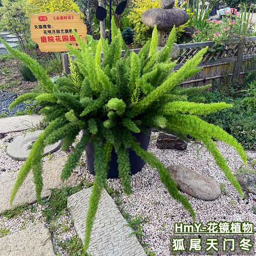 花明月狐尾天门冬四季常青植物