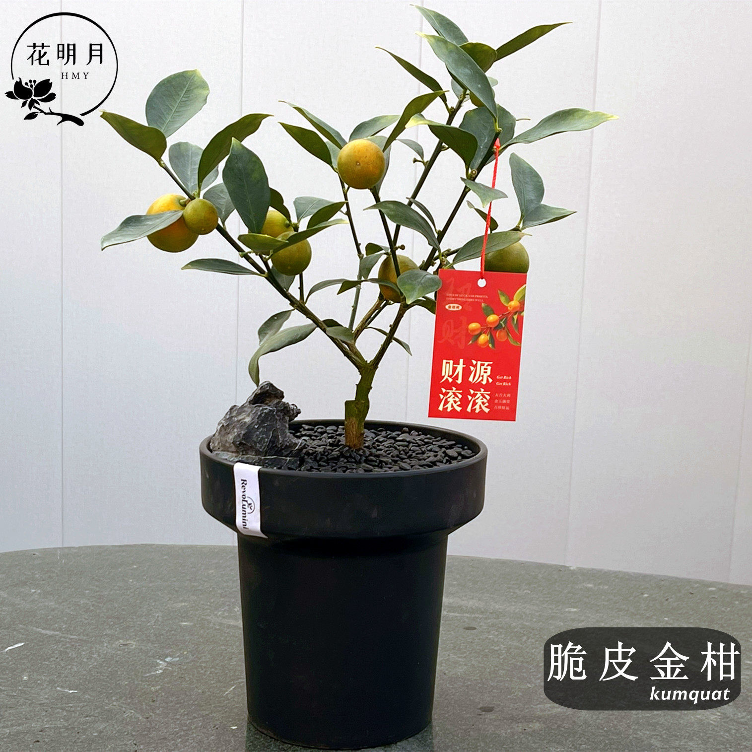 正宗脆皮金柑树苗盆栽脆蜜金桔第三代树苗大果广西可食用带果发货