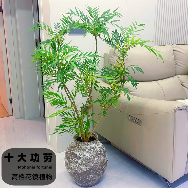 狭叶十大功劳盆栽阳台庭院观赏绿化苗木四季常清花镜搭配造景植物