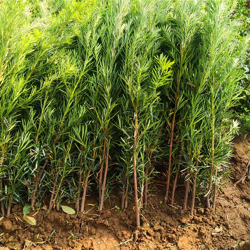 正宗罗汉松树苗素材苗