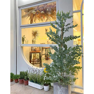 银叶金合欢树苗室内好养花卉绿植庭院别墅盆栽地栽耐寒绿化风景树