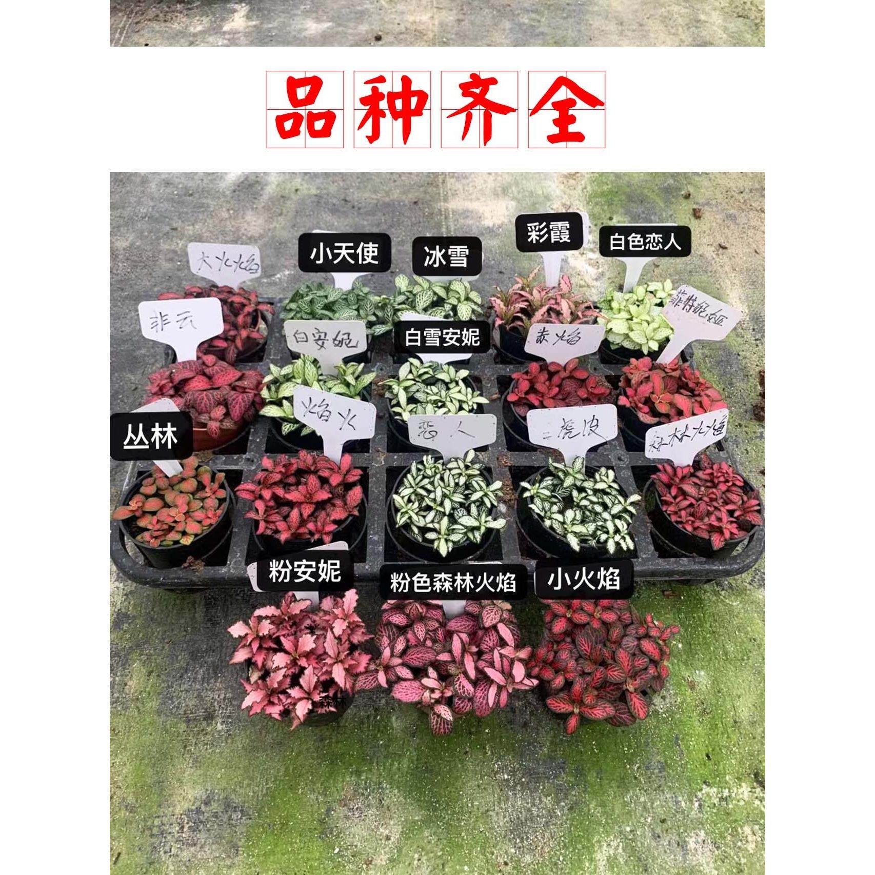 网纹草迷你盆栽微景观叶植物雨林水陆缸生态缸鱼缸造景小绿植配材