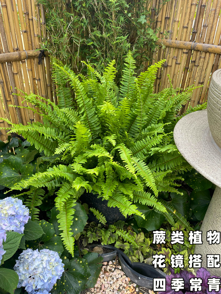 蕨类植物花园搭配四季常青彩虹蕨