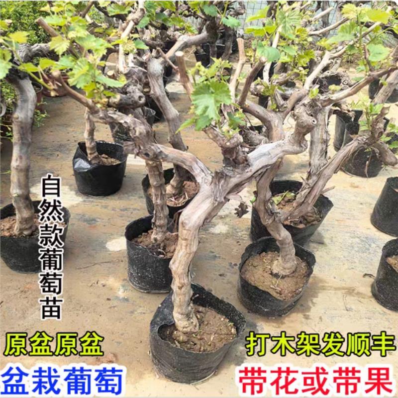 带花果精品造型盆栽老桩葡