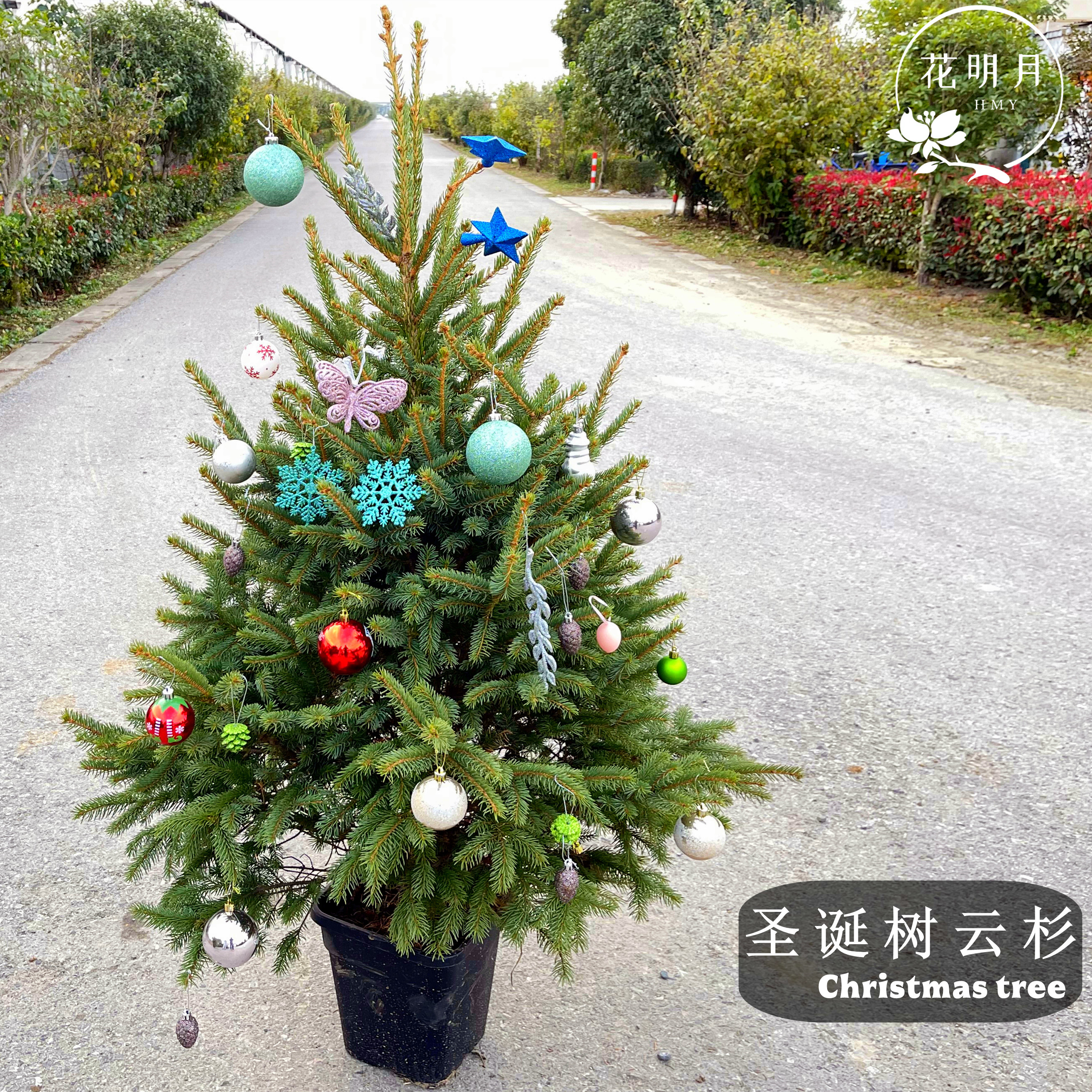 活的真的圣诞树挪威云杉花园耐寒