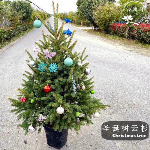 活的真的圣诞树挪威云杉花园耐寒