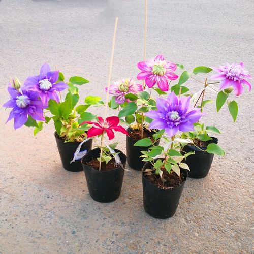 花明月铁线莲小苗瑞贝卡