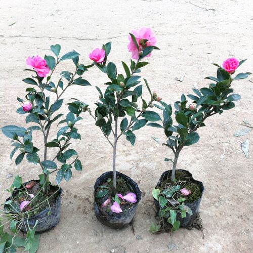 茶梅花苗 树苗茶梅球 茶花盆栽盆景冬茶梅带花苞庭院 - 封面