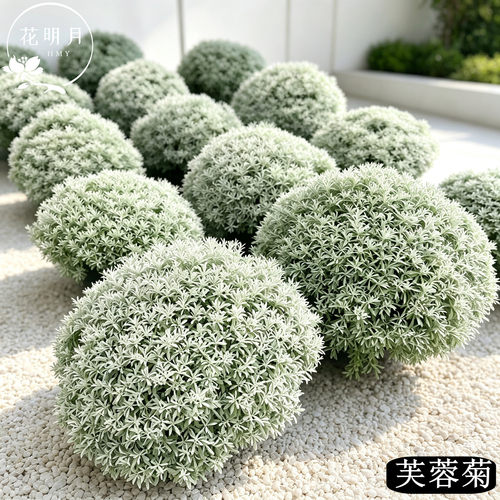 芙蓉菊银叶系耐寒花园花镜植物