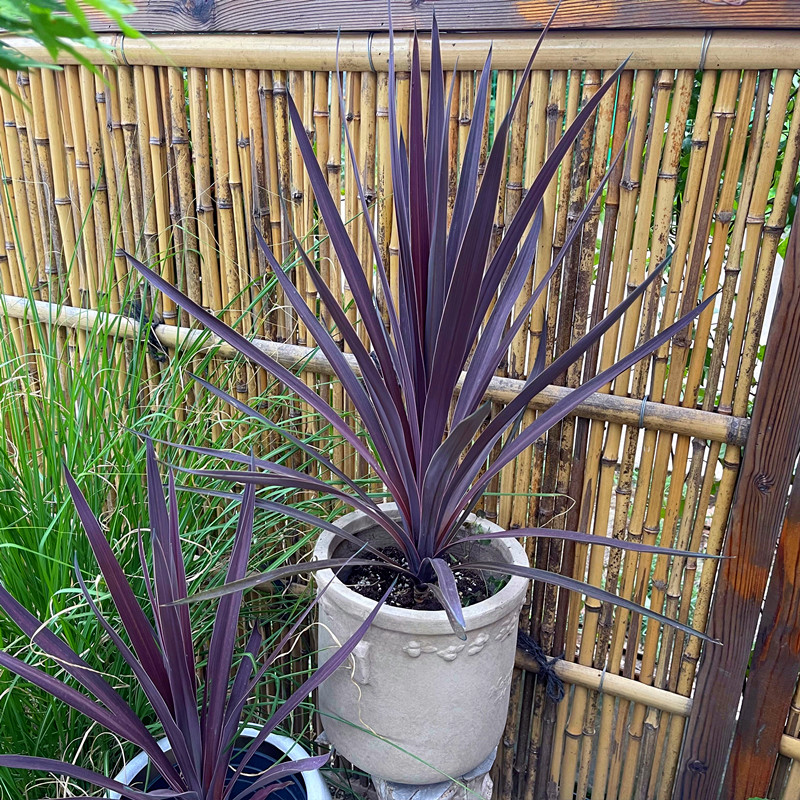 澳洲朱蕉常绿红巨人彩叶巧克力观红叶花园庭院造景耐寒热花境植物