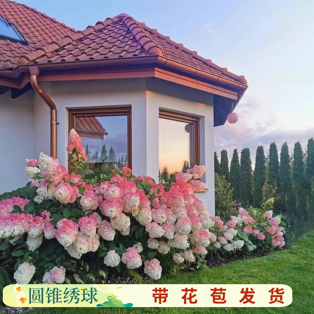 花明月圆锥绣球北极熊香草草莓