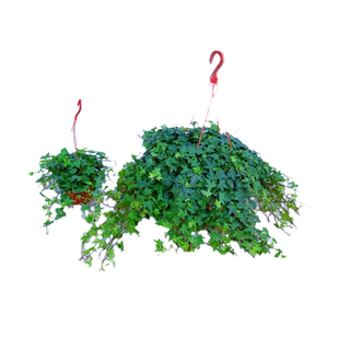 常春藤盆栽好养植物室内垂吊兰长春水培爬藤青叶花叶雪莹绿植花园