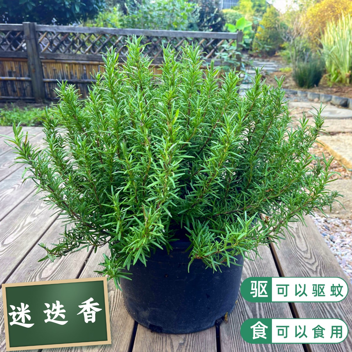 迷迭香盆栽可以食用驱蚊耐寒四季