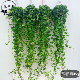 常春藤盆栽垂吊植物爬藤植物室内外壁挂墙绿植长青藤吊篮悬挂净化