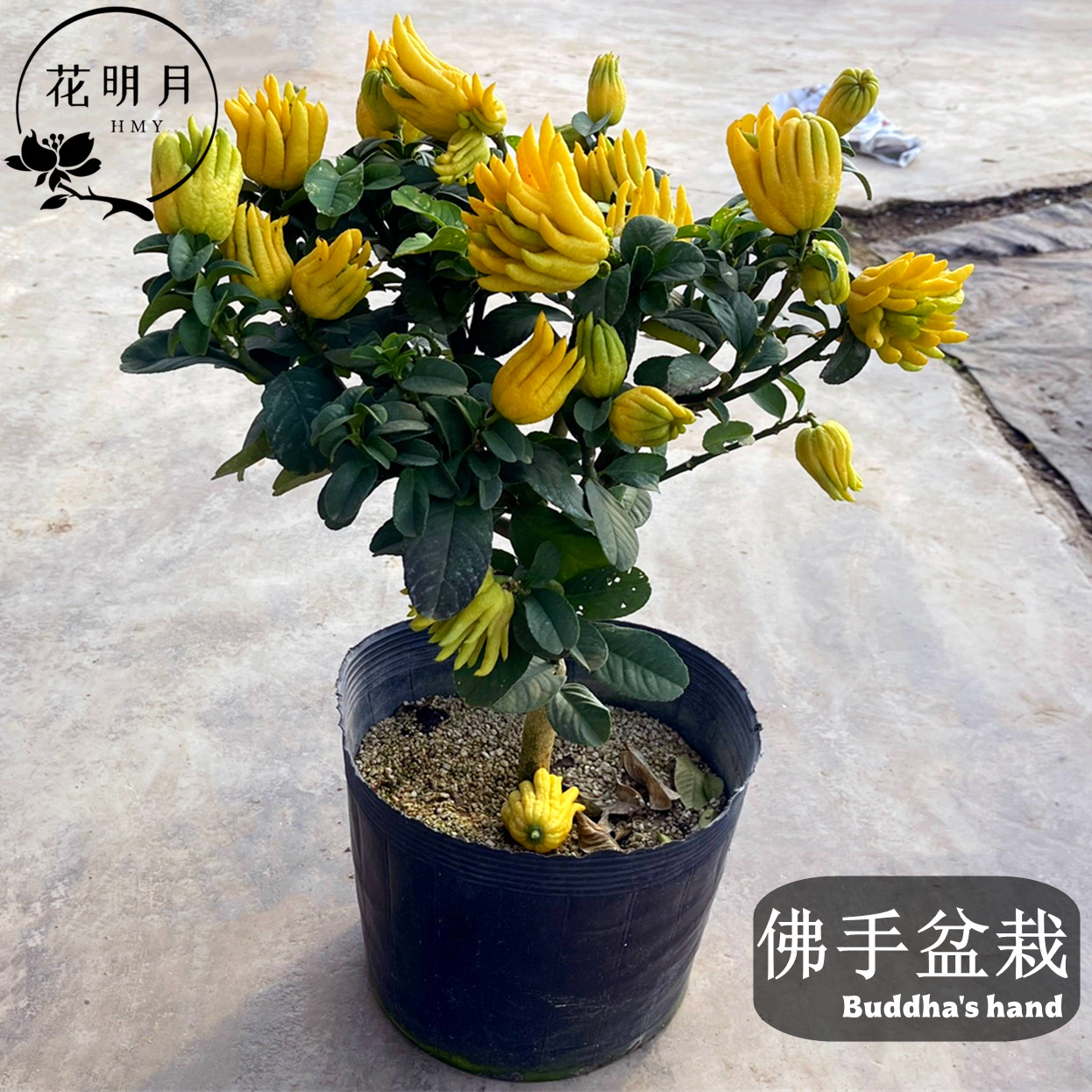 金佛手果树盆栽带果发货年宵果树