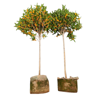 金桂花大树苗老桩浓香花卉常青原生高杆四季丹桂室内盆栽庭院地栽