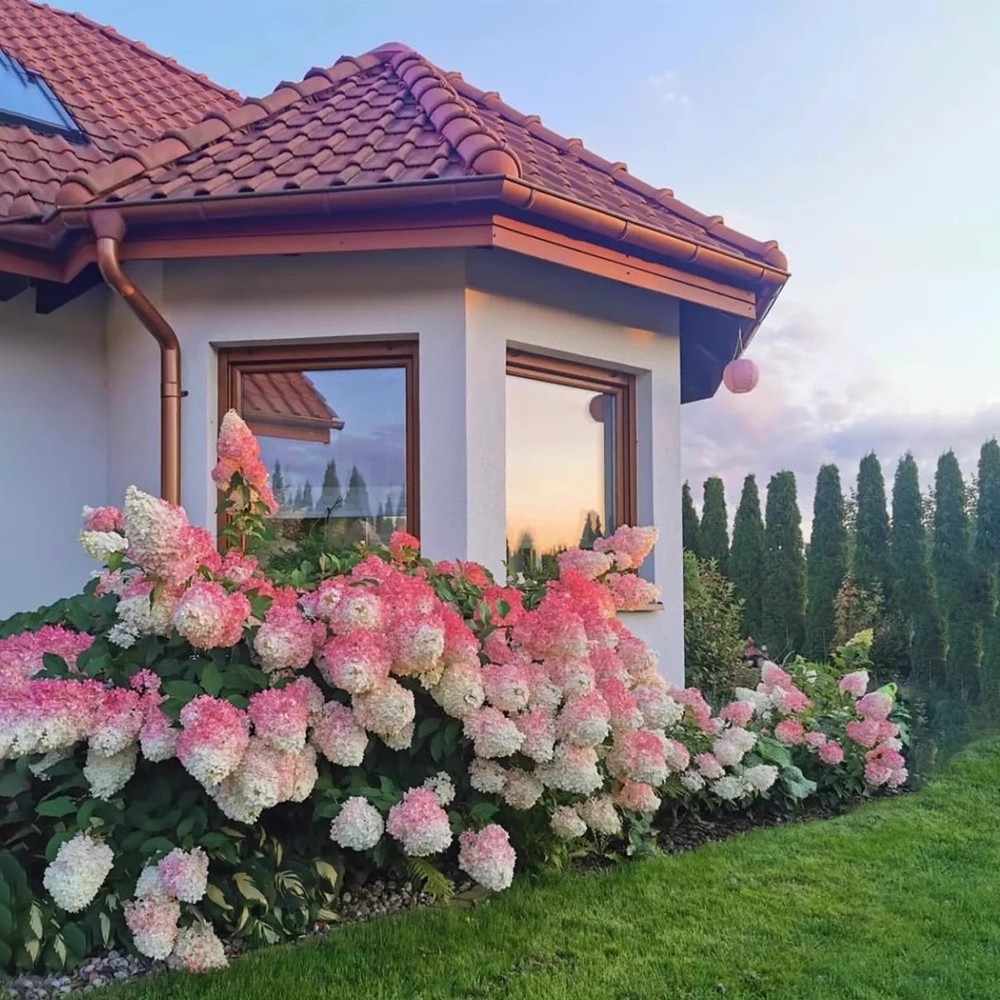 圆锥绣球石灰灯香草草莓花苗盆栽木绣球晒北极熊北方耐寒花镜植物