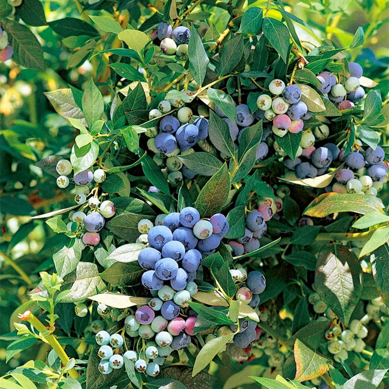 蓝莓树果苗蓝莓苗盆栽地栽果苗带大果南北方种植苗兔眼绿宝石果树,鲜花速递/花卉仿真/绿植园艺,果树,淘宝优惠券,粉丝福利购,淘宝优惠卷