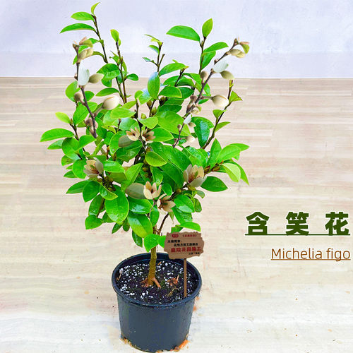 花明月含笑花芳香花卉盆栽四季