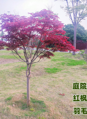 红枫树苗日本红舞姬中国三季红美国太冷别墅四季羽毛黄金流泉庭院