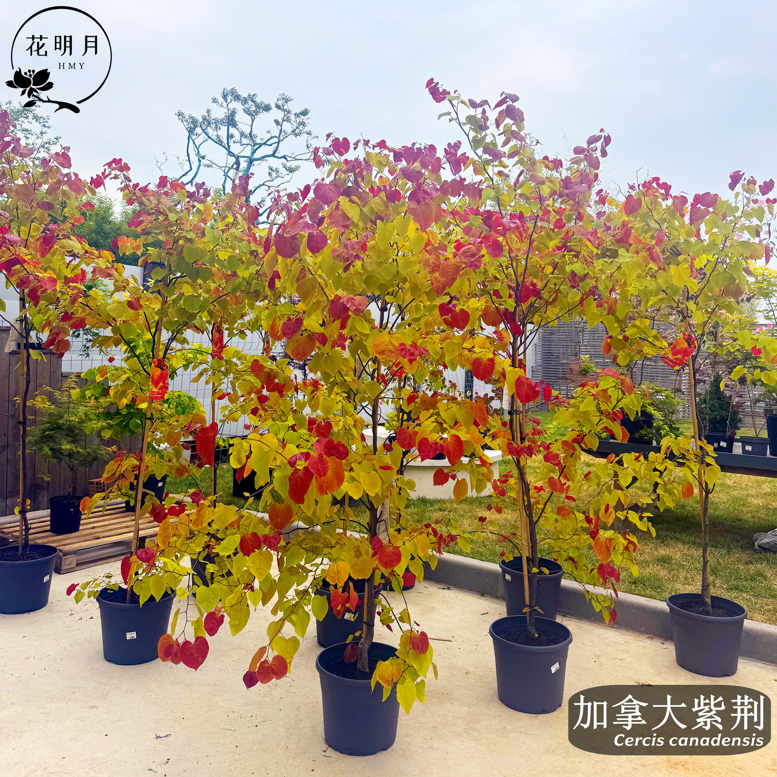 花明月加拿大紫荆大苗树苗甜心观赏树苗观叶庭院永恒之火花园植物