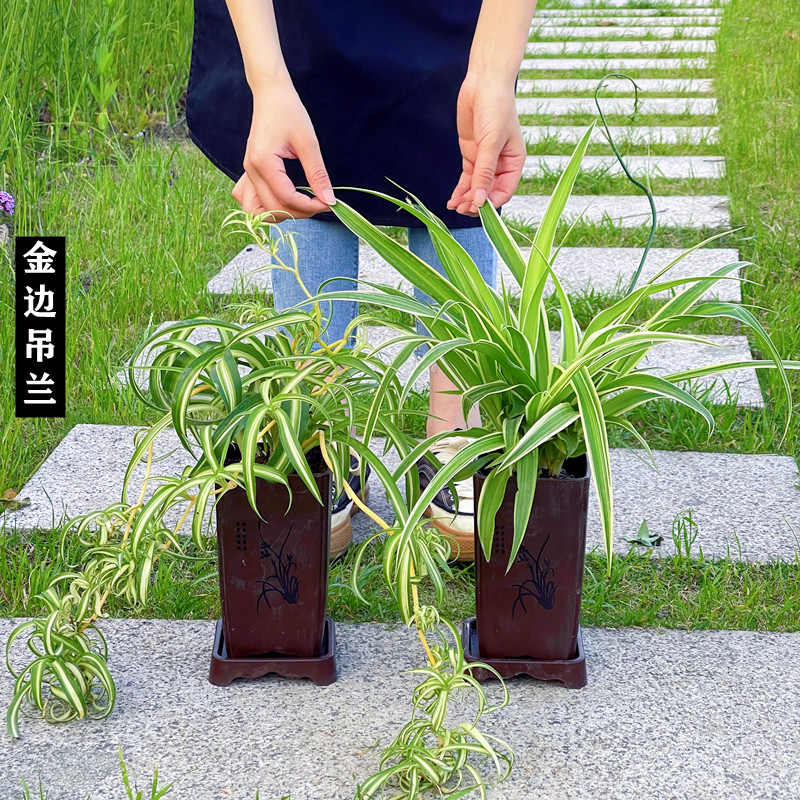 花明月金边吊兰盆栽植物花卉大苗卷发女郎甲醛桌面小叶绿含盆垂吊-封面