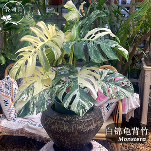 洒金龟背竹盆栽室内客厅白锦老桩大叶绿植阳台土培植物四季好养活