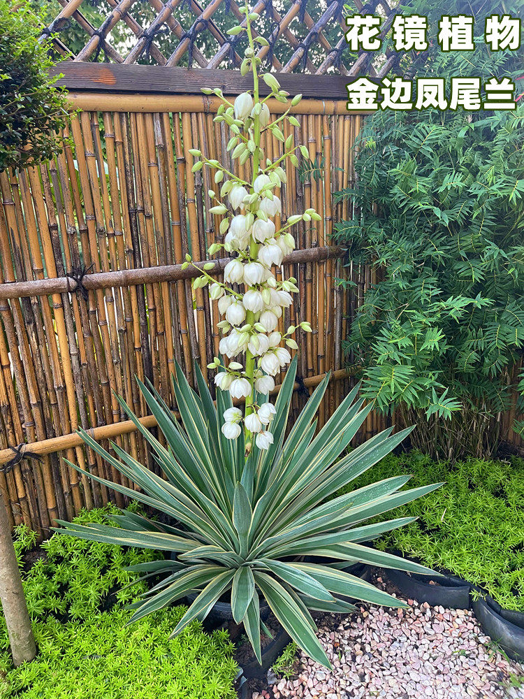 金边凤尾兰盆栽龙舌兰剑麻庭院阳台耐寒花卉四季常绿耐寒花镜植物