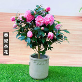 香妃茶花盆栽树苗浓香型香水山茶花四季 绿植带花苞年宵花阳台植物