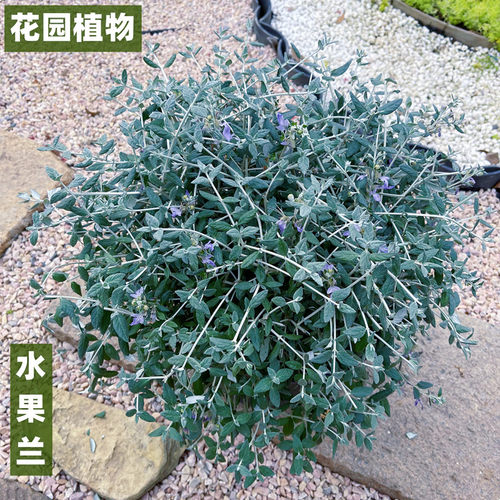 花明月水果兰灌木花园春季开花