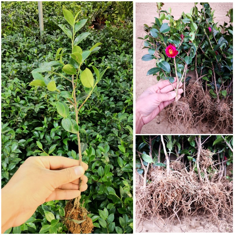 茶梅花苗茶花小苗白粉红茶梅球四季盆栽耐寒茶花树苗庭院花园植物 鲜花速递/花卉仿真/绿植园艺 时令草本花卉 原图主图