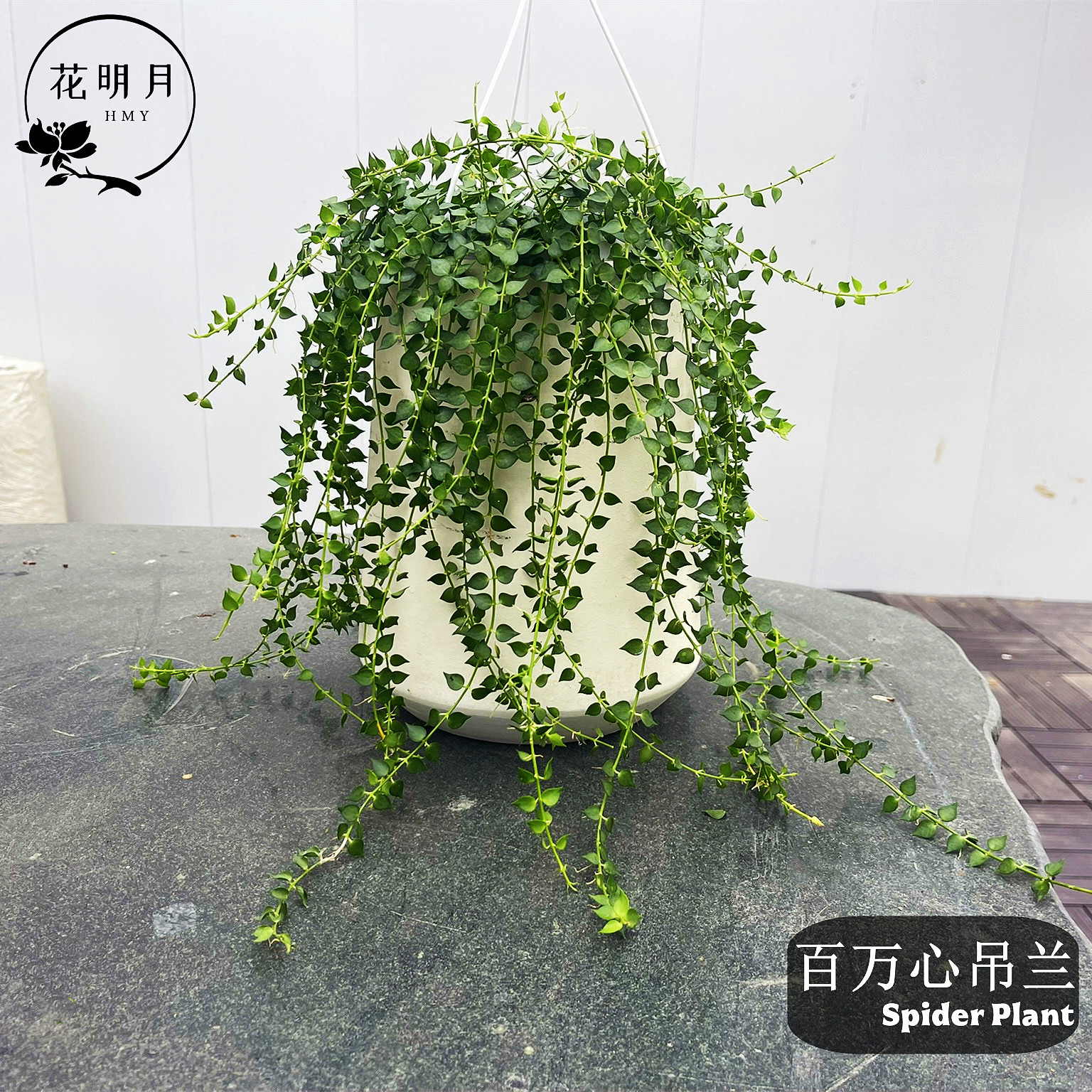 百万心吊兰盆栽室内阳台多肉耐旱好养植物藤蔓爬藤垂吊类花卉绿植