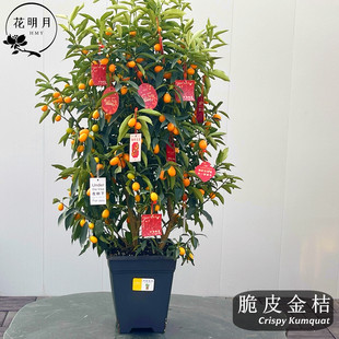 脆皮金桔盆栽带果发货金橘子树苗四季果树可食用大金橘树室内庭院