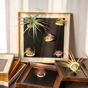 空气凤梨花盆相框专用实木圈花架配饰冰箱贴装饰磁铁石吸支架
