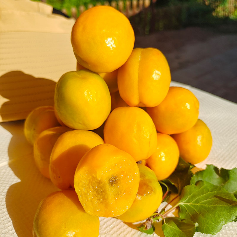 敦煌新鲜李广杏子正宗现摘甘肃特产应季水果5斤孕妇甜杏航空包邮