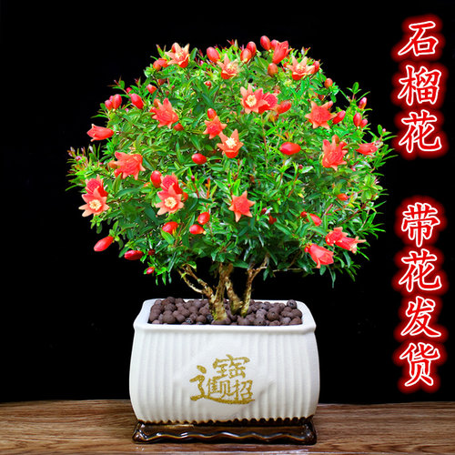 石榴盆栽石榴树室内花卉绿植