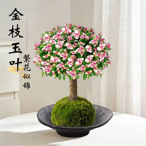 金枝玉叶苔藓球植物水培桌面绿植
