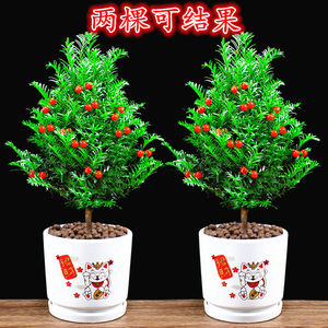 红豆杉树苗盆栽室内外阳台盆景耐寒客厅四季常青好养植物桌面绿植