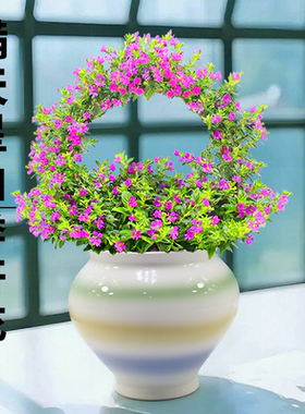满天星盆栽室内花阳台带花苞花卉