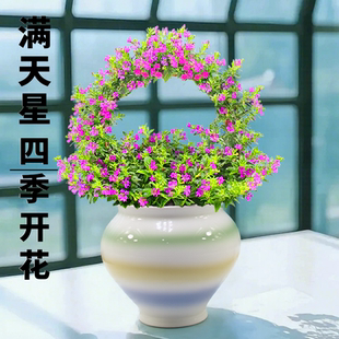 满天星吊兰盆栽室内阳台带花苞花卉庭院客厅绿植四季好养开花植物